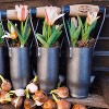 DeWit British Style Bulb Planter, Boron Steel and Ash Wood Handle, 10.5 inches long - 4 of 4