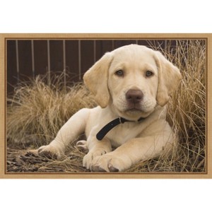 Amanti Art Labrador Retriever puppy by Rick A Brown Danita Delimont Canvas Wall Art Print Framed 23 x 16-in. - 1 of 4