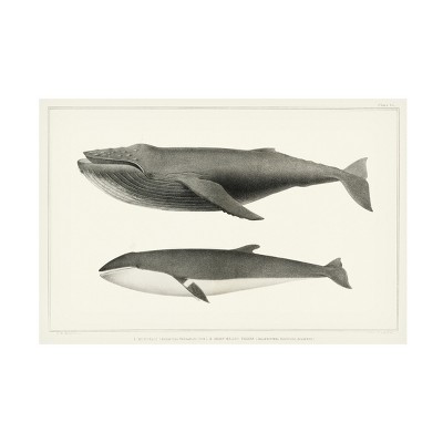 Charles Melville Scammon Melville's Whales Ii Canvas Art : Target