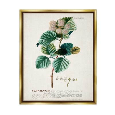 Stupell Industries Botanical Plant Illustration Seeds Vintage Design