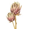 Vickerman 26" Protea Stem 2/Bag - 2 of 4