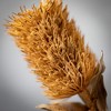 23"H Sullivans Buff Brown Preserved Cirsium, Brown - 2 of 2