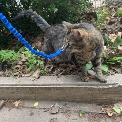 Come with me kitty harness outlet review