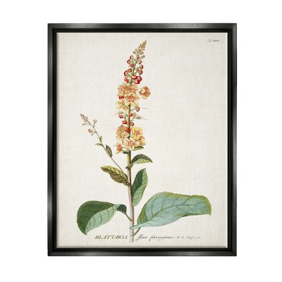 Stupell Industries Botanical Plant Illustration Flowers Vintage Design