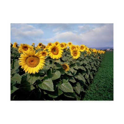  35" x 47" Sunflowers Sentinels Rome Italy Color by Monte Nagler - Trademark Fine Art 