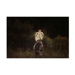 Trademark Fine Art - Carrie Ann GrippoPike The Owl King Canvas Art - 1 of 4