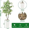 Coucheta Artificial Ficus Trees - with Decorative Planter for Home, Office & Living Room Décor, Available in Multiple Sizes & Finishes - 3 of 4