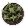 NicBex Set of 3 Succulent in Cement Pots, 6"H Faux Fake Plants Artificial Plants Indoor, Tabletop Greenery for Desk, Shelf & Windowsill Decor - 3 of 4