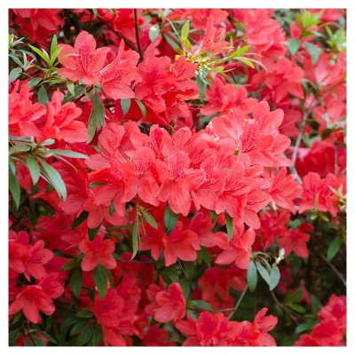 Azalea 'Fashion' 1pc - National Plant Network - U.S.D.A. Hardiness Zones 6 - 9