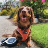 Voyager Step-In Air Dog Harness for Small and Medium Dogs - 4 of 4