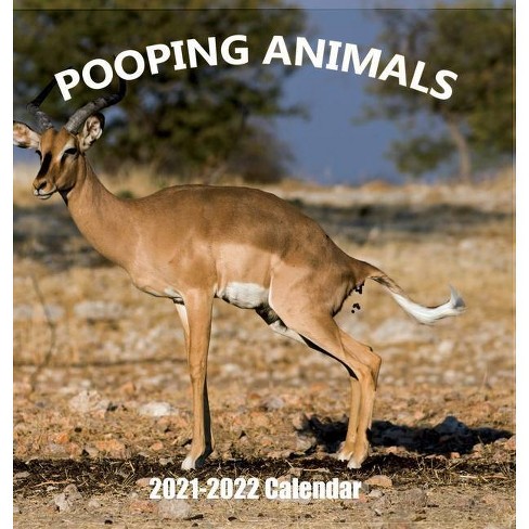 Download Pooping Animals 2021 2022 Wall Calendar By Pooping Pooches Calendar 2020 2022 Let Shit Go Hardcover Target