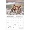 BrownTrout 2025 Wall Calendar 12"x14" Foxes WWF - image 4 of 4