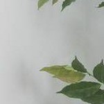 Walnut/Gray
