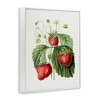 Stupell Industries Vintage Strawberries Study, 14" x 11" - 3 of 4