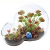 Unique Gardener: Carnivorous Growarium - DIY Glass Terrarium Kit, Venus Fly Trap - 2 of 4