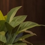 gray cushion/gray wicker