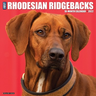 2022 Wall Calendar Just Rhodesian Ridgebacks - Willow Creek Press
