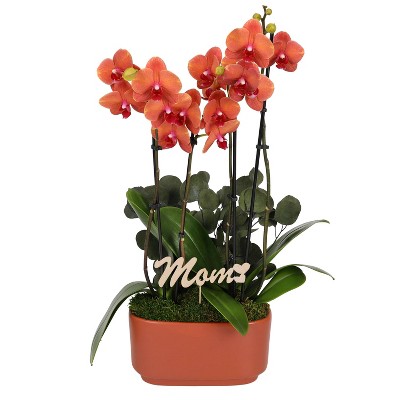 Green Circle Growers 10" Orange Orchid Houseplant Orange Planter