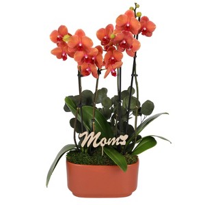 Green Circle Growers 10" Orange Orchid Houseplant Orange Planter - 1 of 4