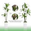 Artificial Dracaena Tree, Faux Dracaena Tree with Tall White Planter, Ideal for Home Decor and Housewarming Gift - 4 of 4