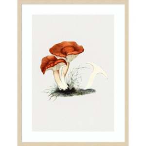 Amanti Art Hand Drawn Rufous Milkcap Mushroom by Biodiversity Heritage Library Wood Framed Wall Art - 1 of 4