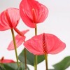 Green Circle Growers 5" Pink Anthurium Houseplant Seagrass Planter - 2 of 4