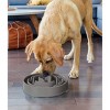 Outward Hound Fun Feeder Slo-bowl For Dogs - L - Turqoise : Target