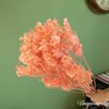 Uniquewise Preserved Real Floral Stems Chic Vase Fillers & Accents for Bouquets Centerpieces - 4 of 4