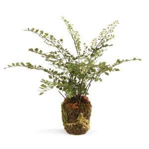 Plum & Post Maidenhair Drop-In Faux (Fake) 13" - 1 of 1