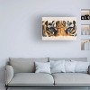 Trademark Fine Art -Barbara Keith 'Eye Catching Tiger' Canvas Art - 2 of 4