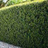 1pc Holly Dwarf Burford - National Plant Network: Live Houseplants for Partial Shade, 10" Nursery Pot - 2 of 3