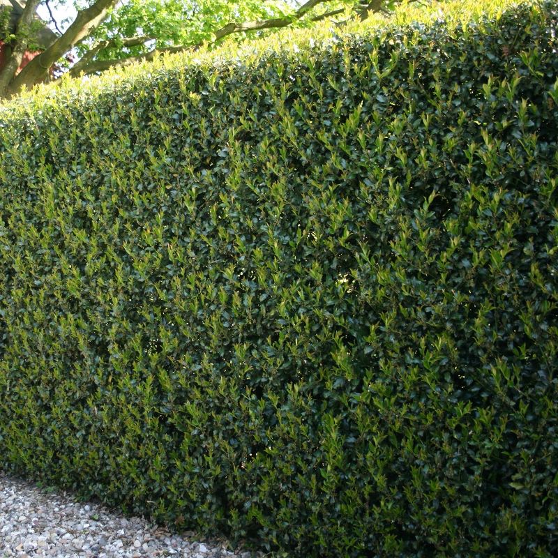 1pc Holly Dwarf Burford - National Plant Network, 3 of 5