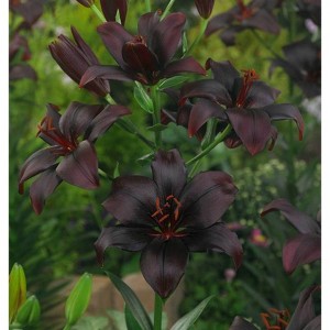 Van Zyverden Set of 7 Lilies Asiatic Charm Bulbs Black - 1 of 3