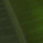 ivory, slate gray, medium gray