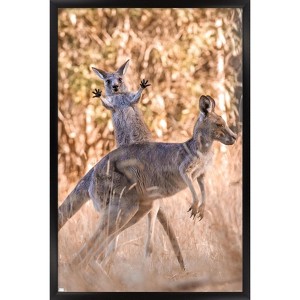 Trends International The Comedy Wildlife Photography Awards: Lara Mathews - Boing Framed Wall Poster Prints - 1 of 4