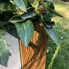 Set of 2 Kante Lightweight Modern Outdoor Concrete Square Planters Timber Ridge - Rosemead Home & Garden, Inc. - 4 of 4
