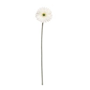 Floral Home 25" White Gerbera - 24-Piece - 1 of 2