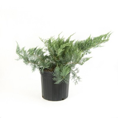 National Plant Network 2.25gal Owl Juniper Plant Gray