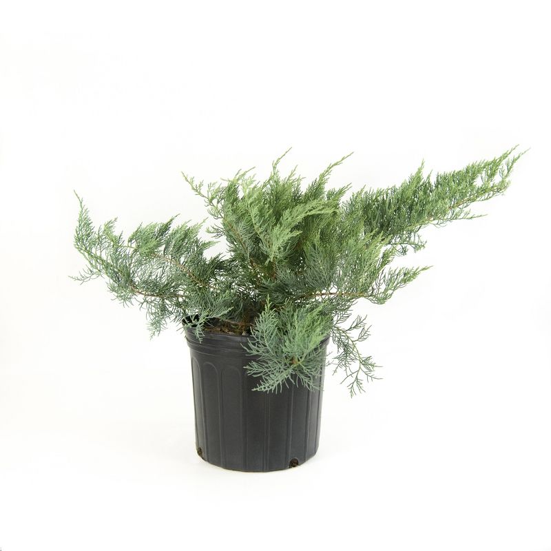 2.25gal Owl Juniper Plant Gray - National Plant Network, 1 of 6