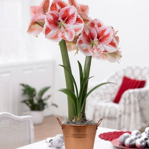Van Zyverden Amaryllis Red Popov Flower Bulb with Artisan Decorative Planter - 1 of 4