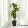 5-6ft UV & Sunproof Artificial Dracaena Tree for Indoor/Outdoor - Faux Silk Plant in Tall Planter, Tall Faux Tree for Home & Garden Decor - 2 of 4