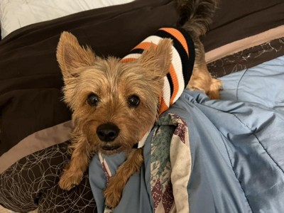 Halloween Rufferee Dog And Cat T-shirt - Hyde & Eek! Boutique™ : Target