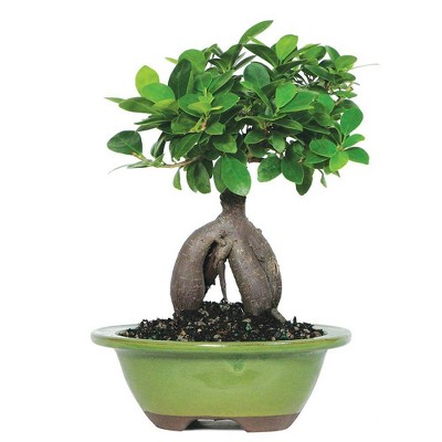 Small Ginseng Grafted Ficus Indoor Live Houseplant - Brussel's Bonsai