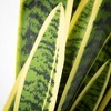 Sullivans Artificial 36" Potted Sansevieria Plant, Green - 2 of 4