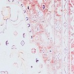 beige/rust