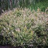 Van Zyverden Set of 3 Salix Hakura Nishiki Potted Rocketliners Plants - 2 of 4