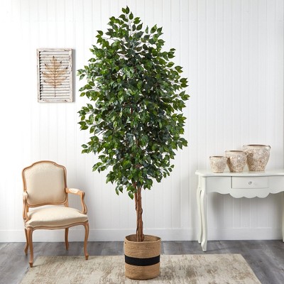Elegant 8ft Ficus Floor Plant in Handmade Cotton Planter