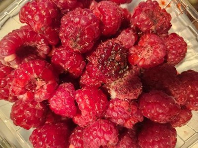 Organic Raspberries - 6oz : Target