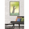 Trends International The Comedy Wildlife Photography Awards: Perdita Petzl - Conducting Framed Wall Poster Prints - 2 of 4