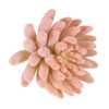 Unique Bargains Small Unpotted Realistic Textured Garden Decoration Artificial Succulent Plant - 3 of 4